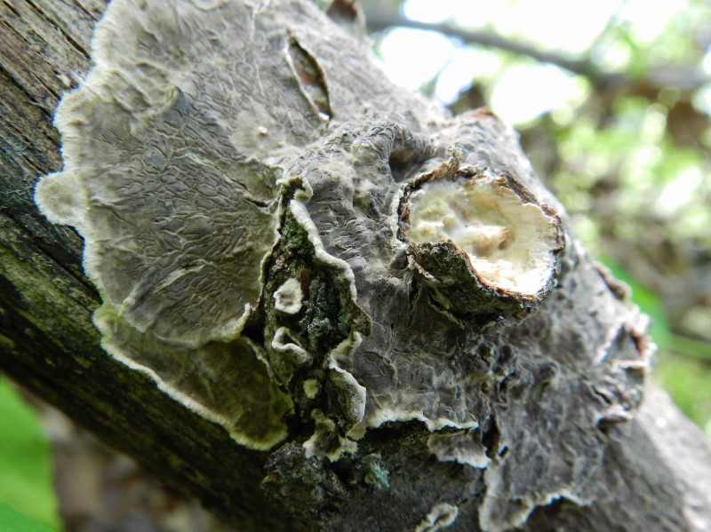 Primo del 1 maggio (Porostereum spadiceum)